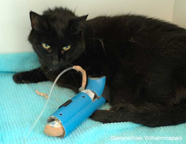 Een kat aan het infuus